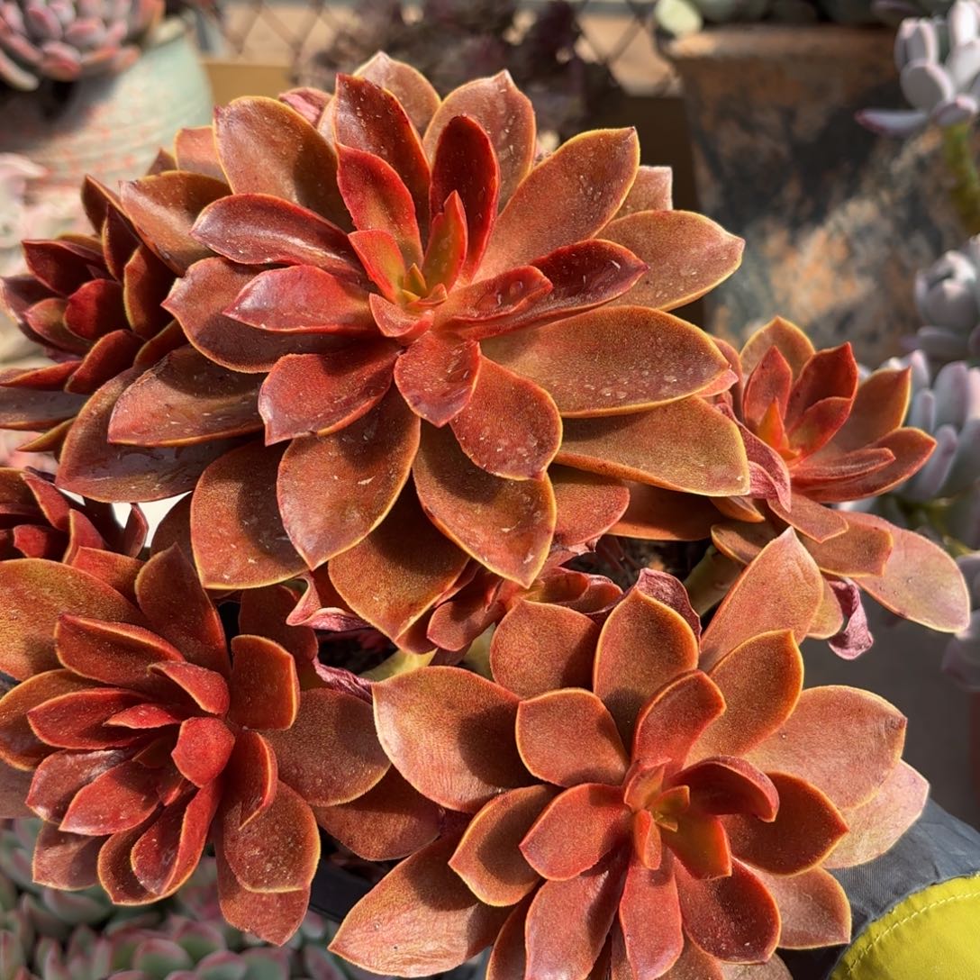 同温层多肉糖果187