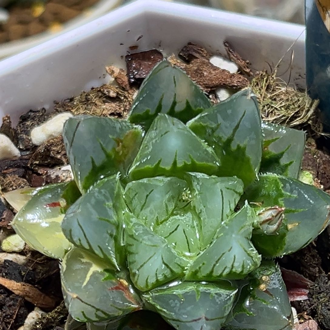 恭喜发财大吉大利0056