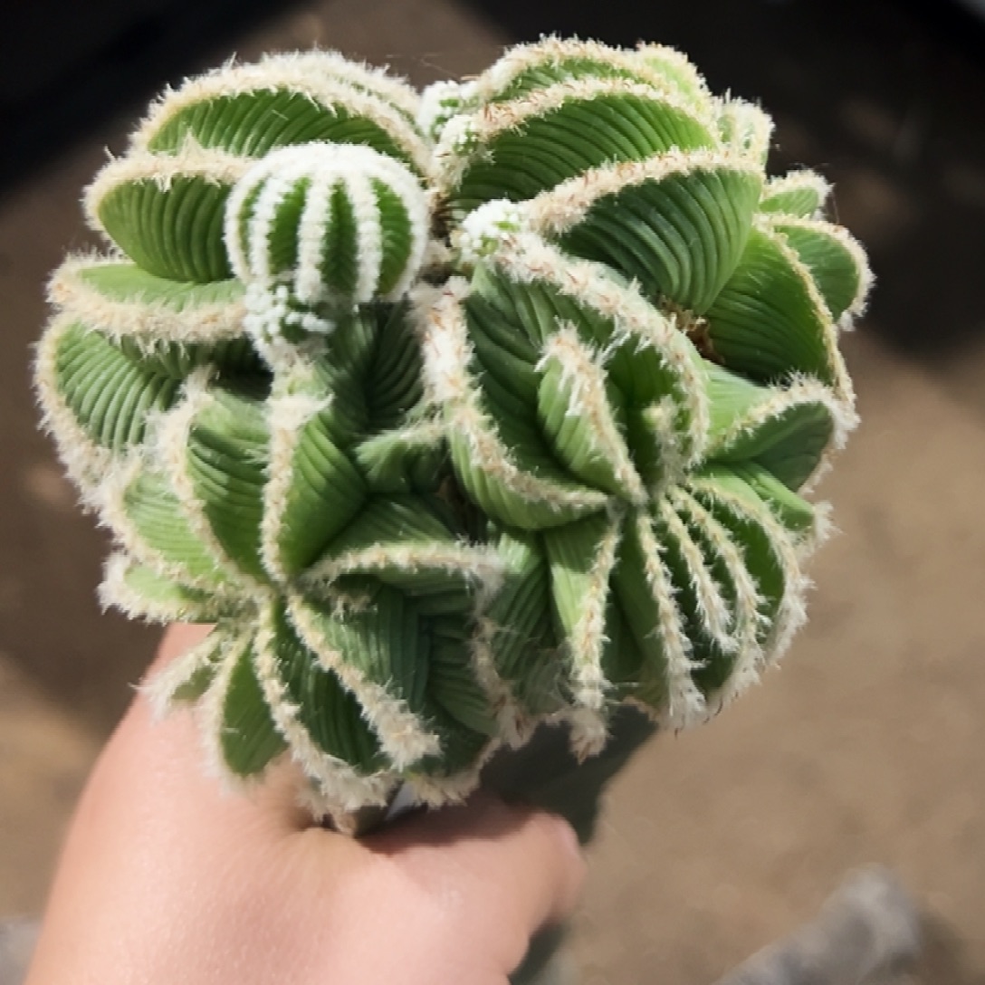 无花朵福利辛顿花笼群200
