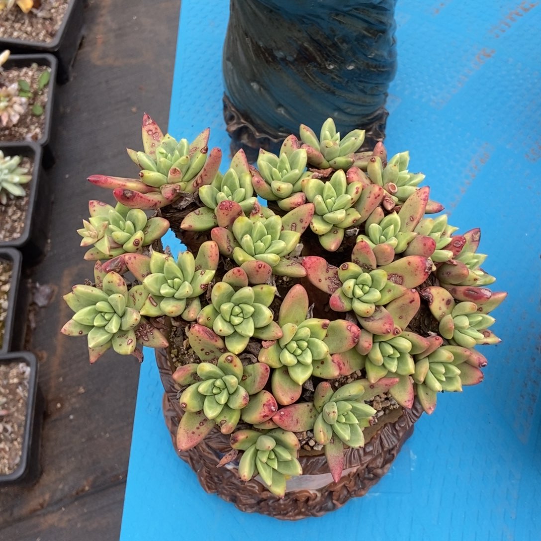 法姆绿体多肉植物