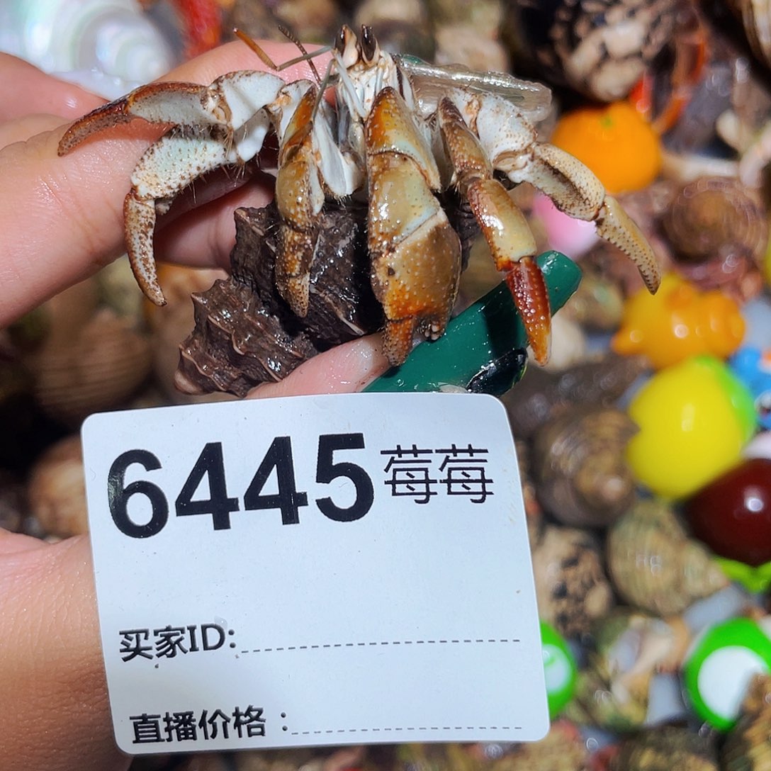 寄居蟹寄居蟹6448