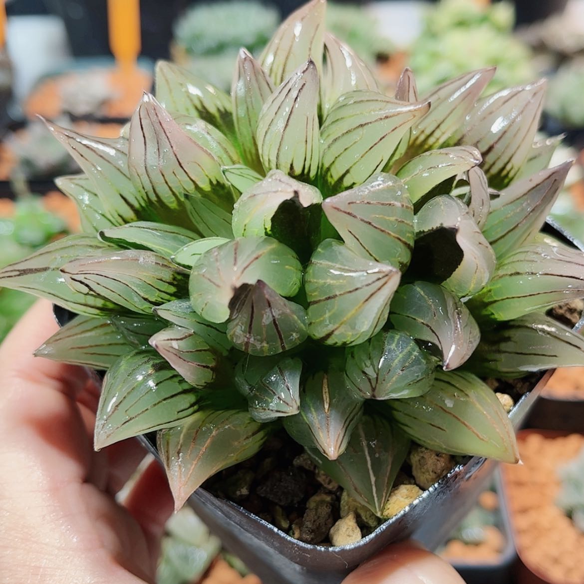 【闪购商品】西瓜寿