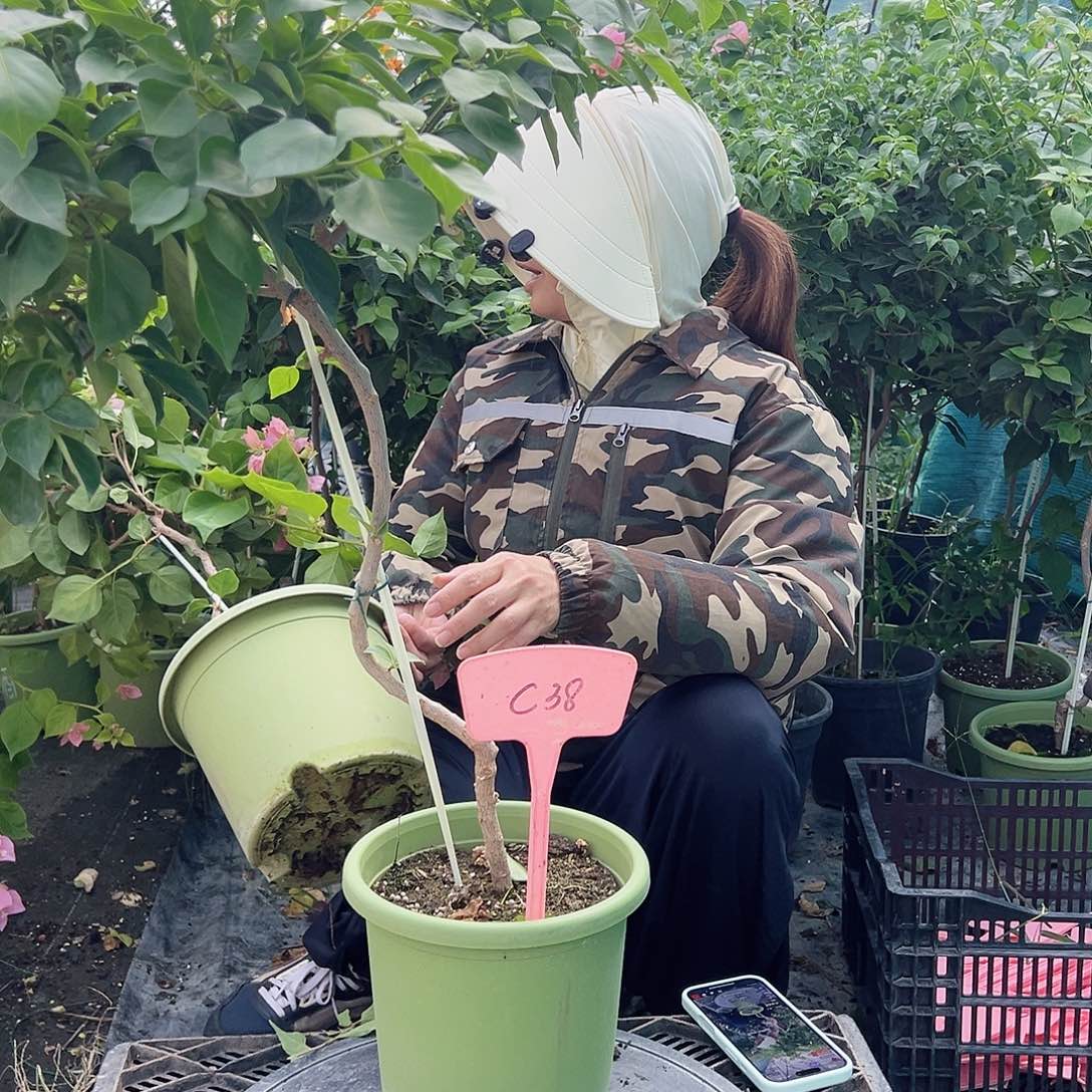 娜***红当前无花栽培后可以开花C38佩德罗