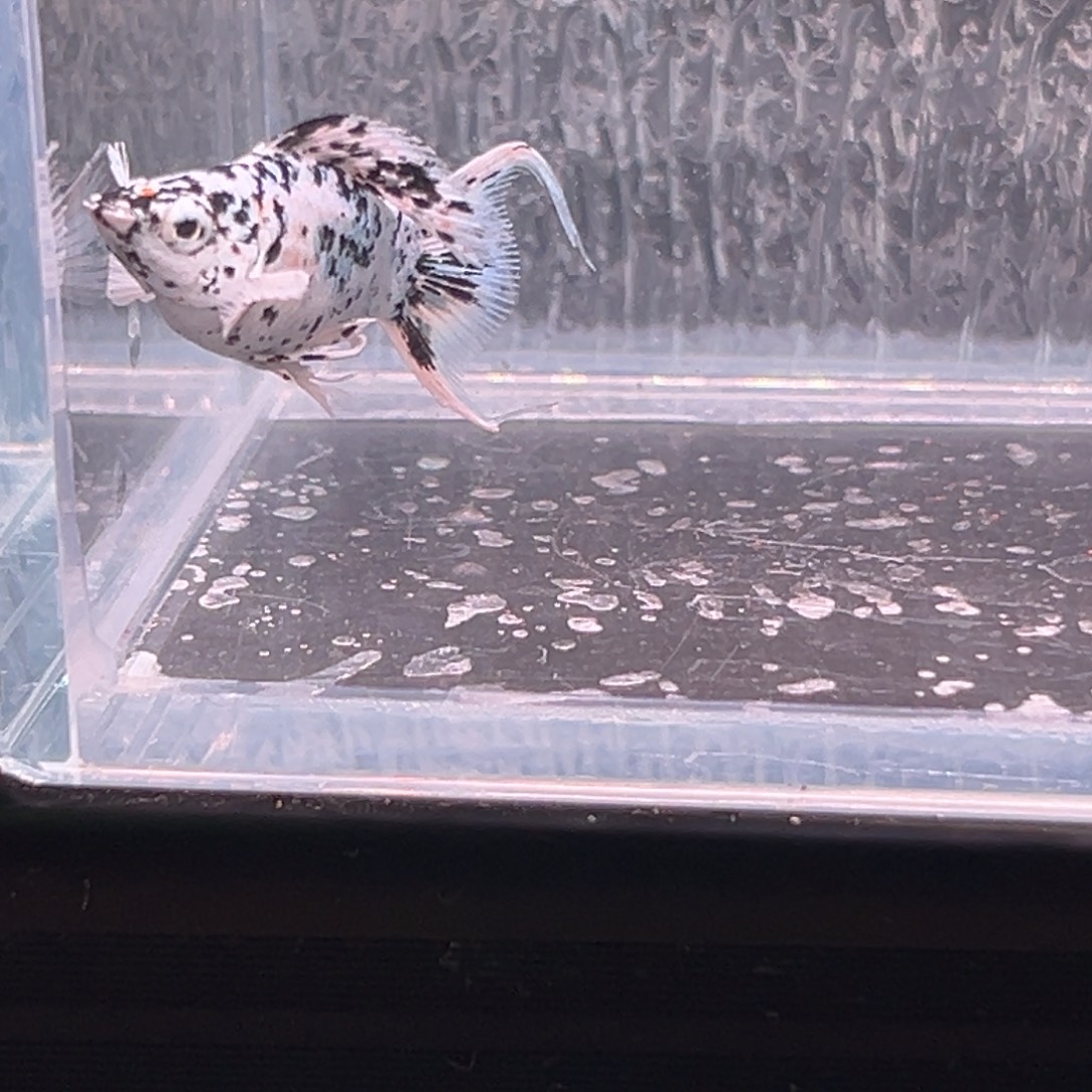 孔雀鱼玛丽鱼一条