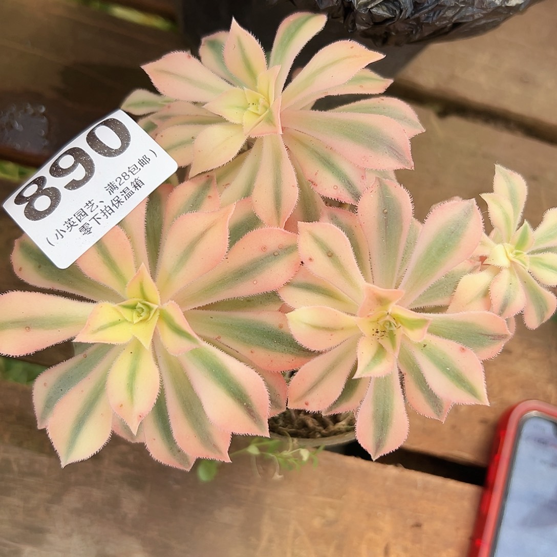 流***云多肉植物890枫叶法师