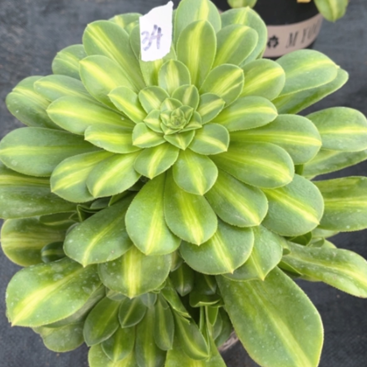 【闪购商品】34翡翠琉璃多肉法师