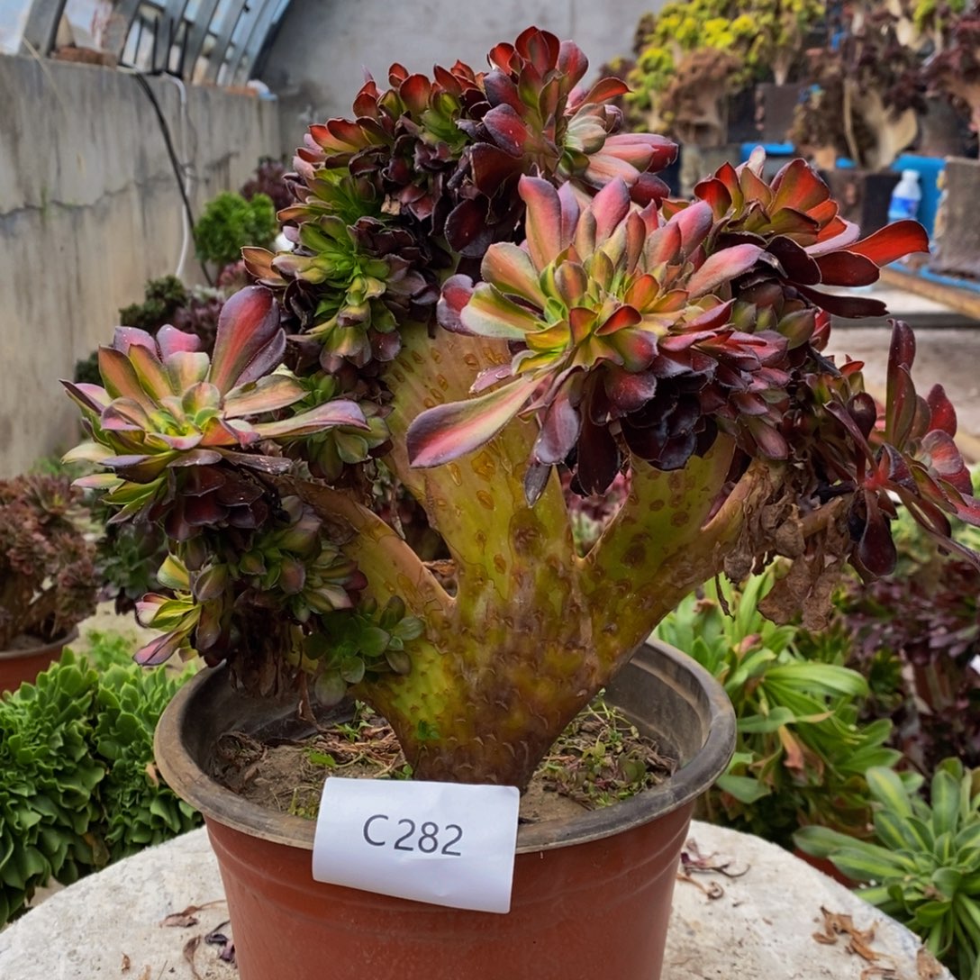 华纳缀c282所见即所得