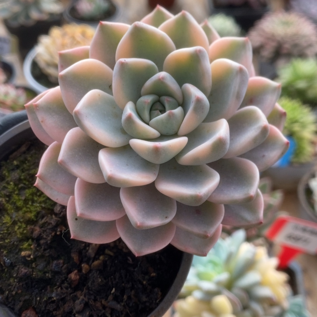 404红粉佳人锦锦锦锦你锦