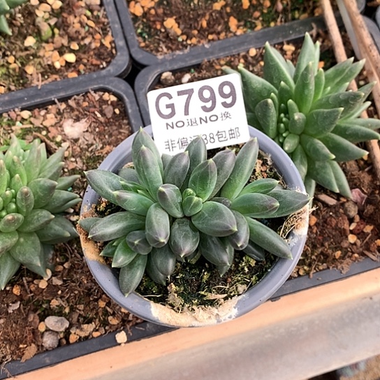 TTN799 全场处理默认微瑕7-8天发货