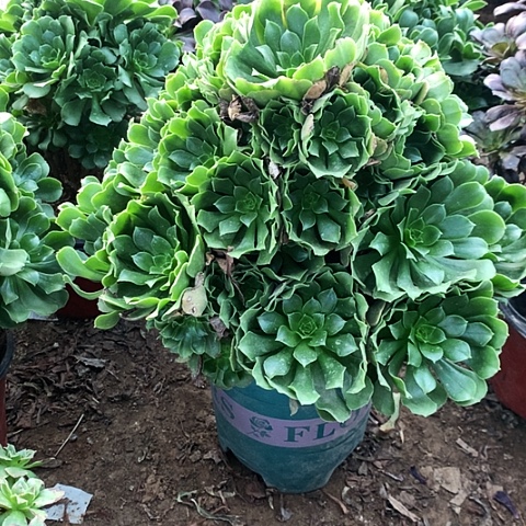 绿玫瑰玫瑰玫瑰玫瑰