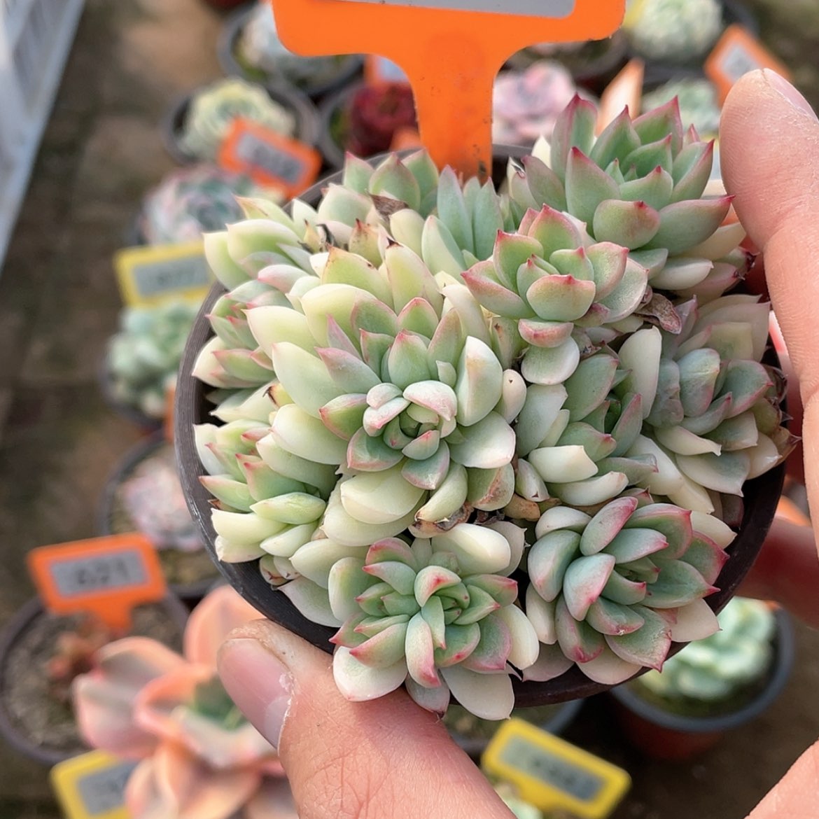 【闪购商品】331号