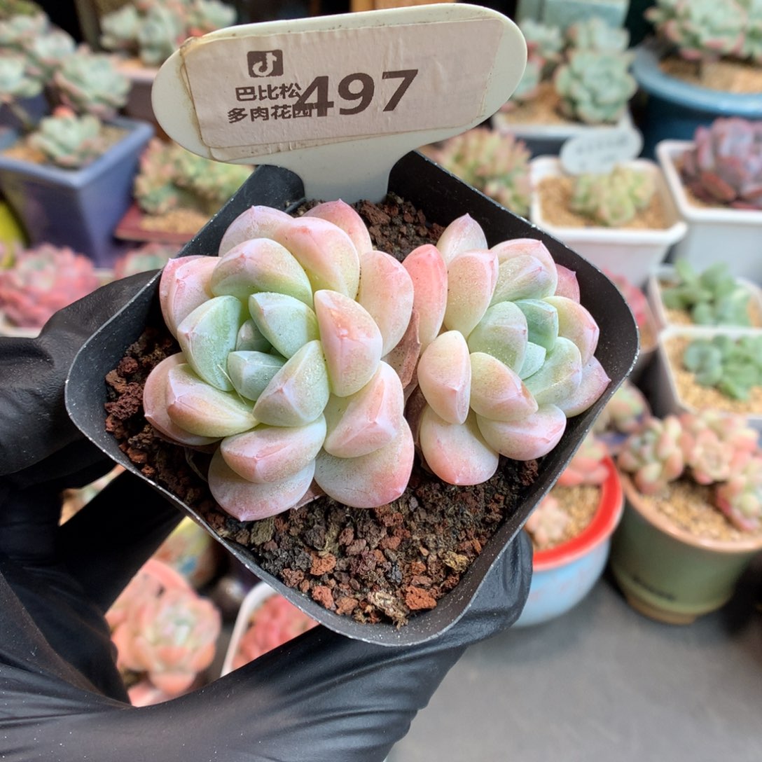 497 双头冰玉杂多肉