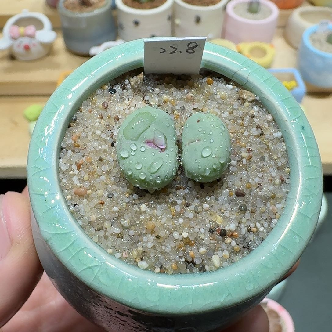 红陶蘑菇688小红嘴