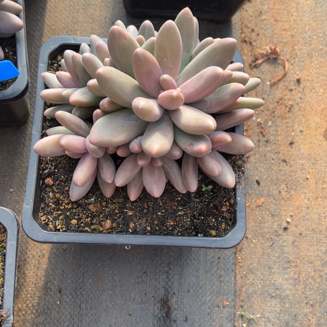 水***间糖果美人多肉一物一拍