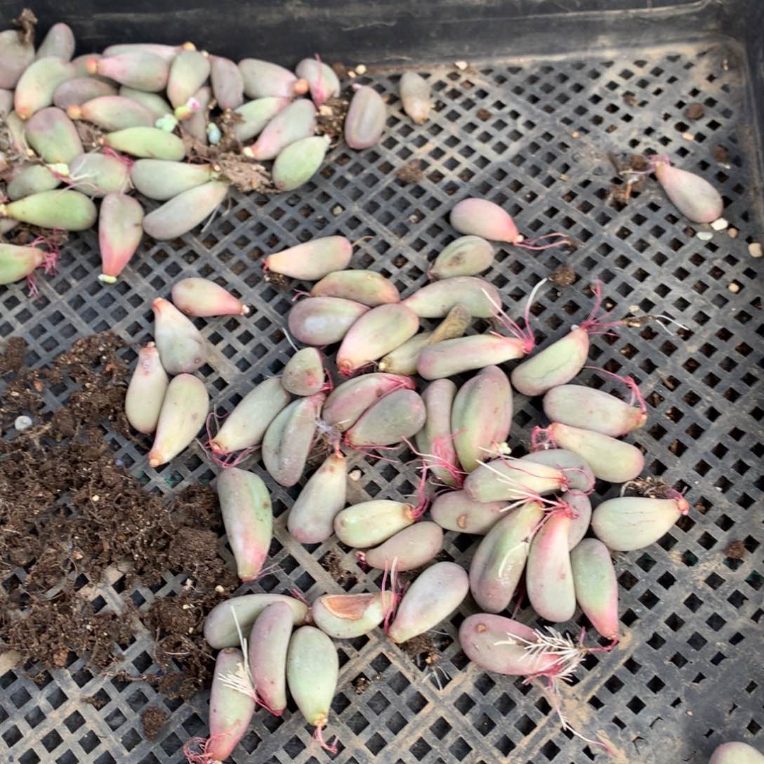 米可奶酪多肉量拍high，10个