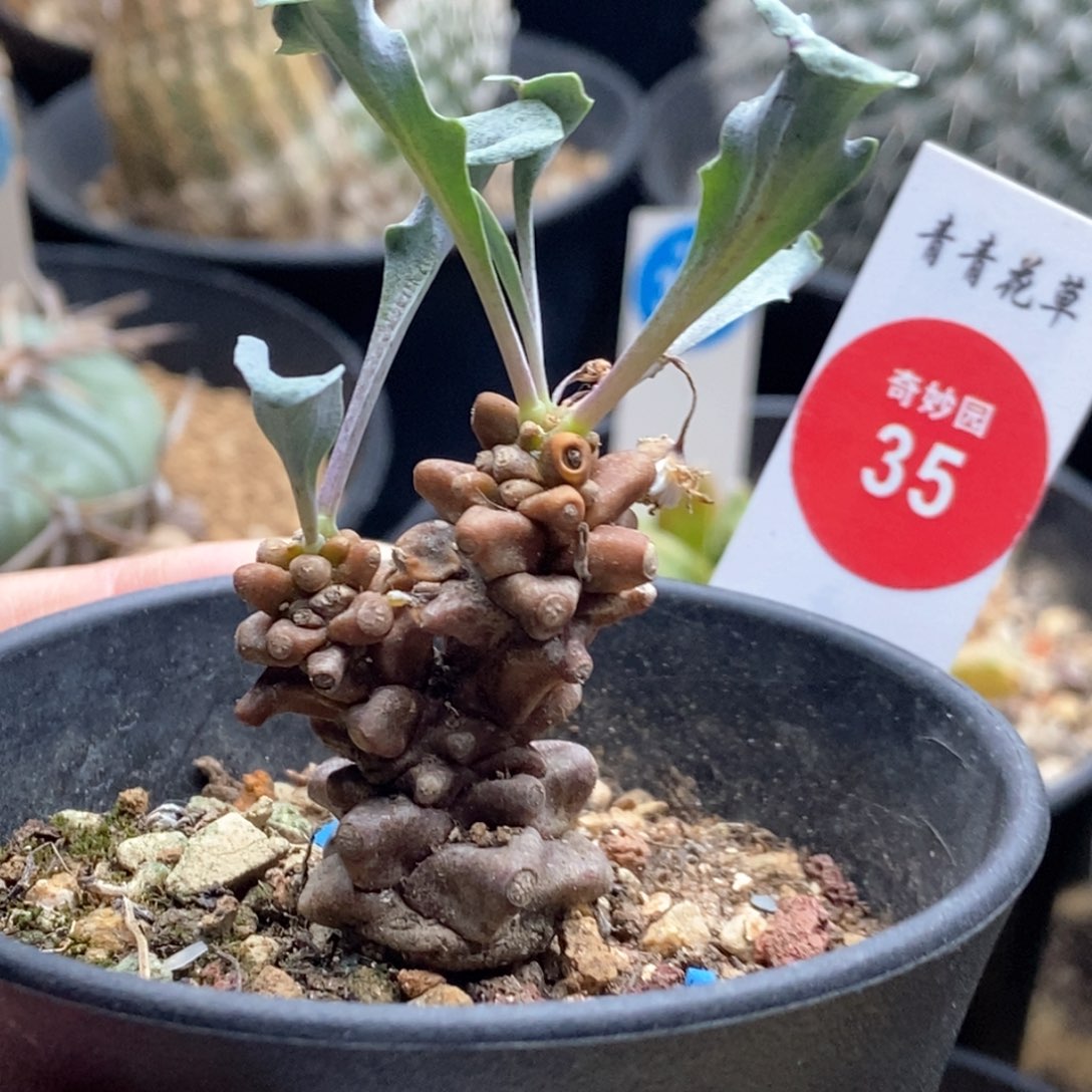 蛮鬼塔一颗仙人球