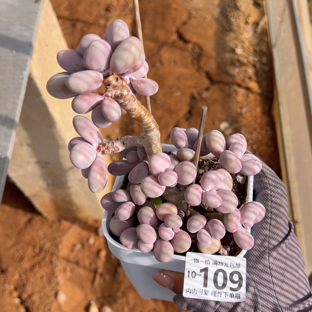 桃蛋多肉多肉多肉