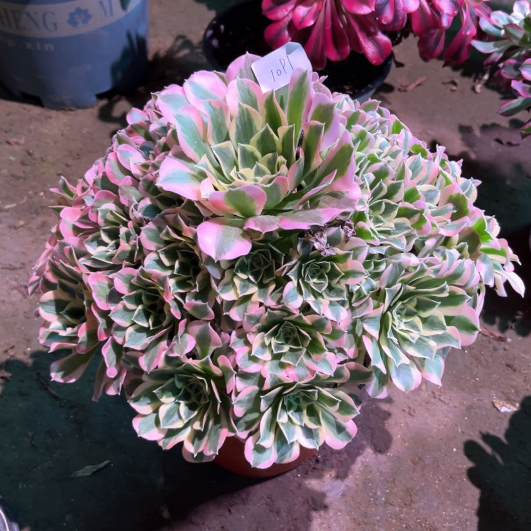 多肉植物白凤1091