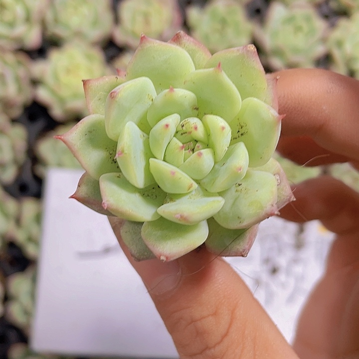 72精品TP2颗一组