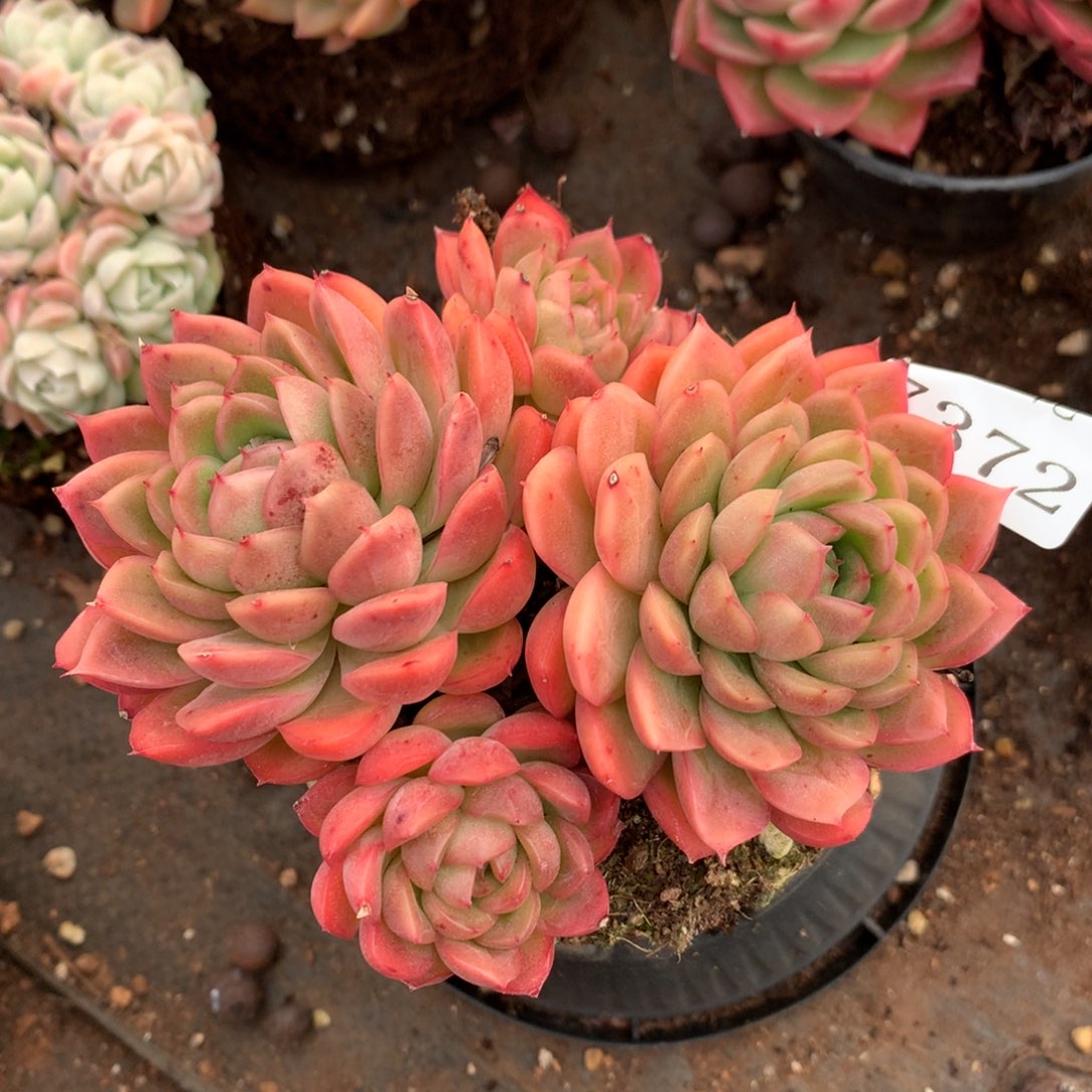 7372新年快乐发发发