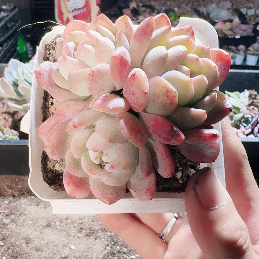 满20包邮零下拍保温箱