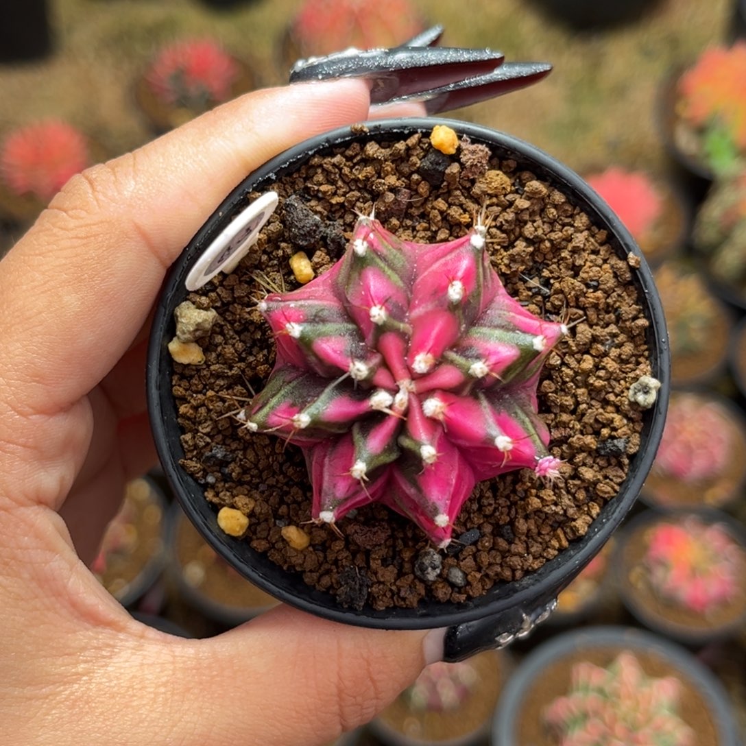 43 侧牙米哈 带盆土发货