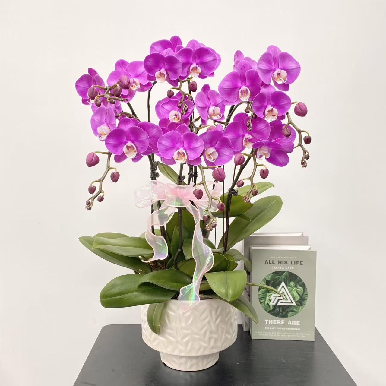 蝴蝶兰【素心】   紫气东来 紫色系蝴蝶兰 带花带花苞 