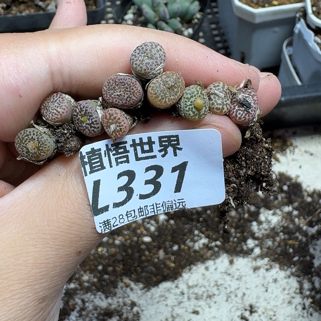 多肉植物的润泽的润泽f