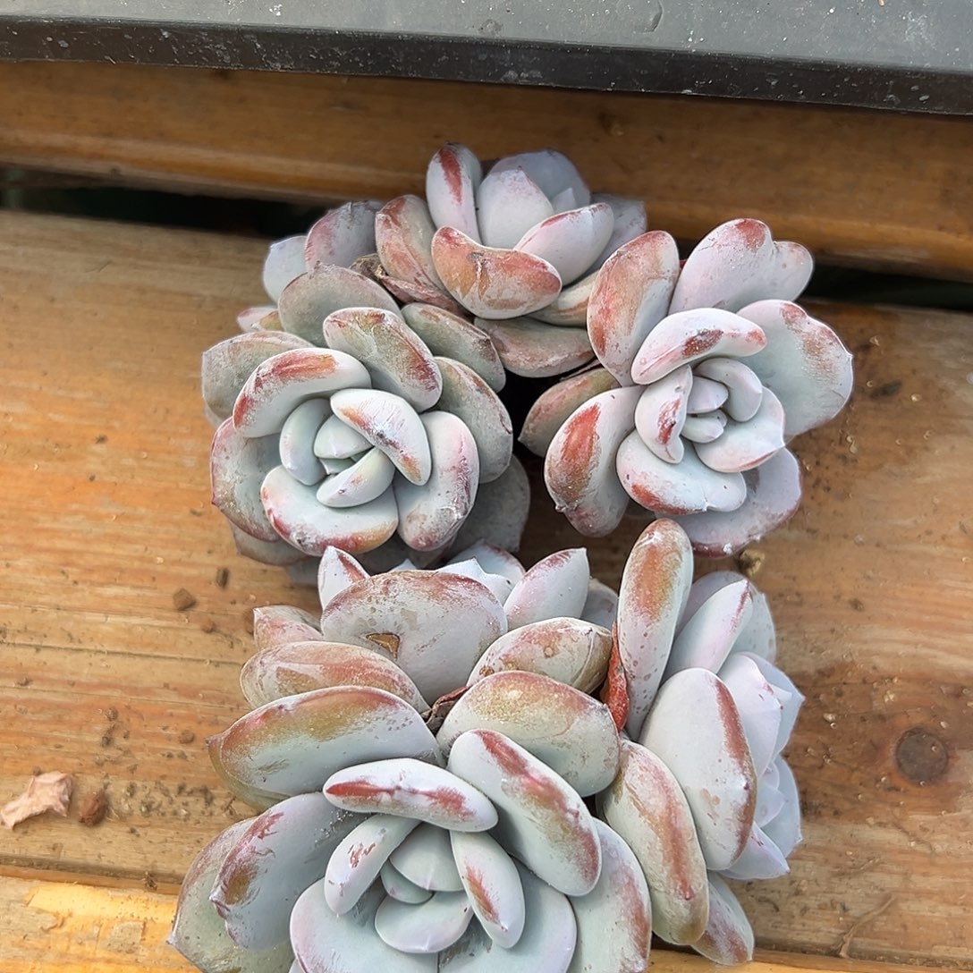 温***月岁月专拍韩货奶茶2颗