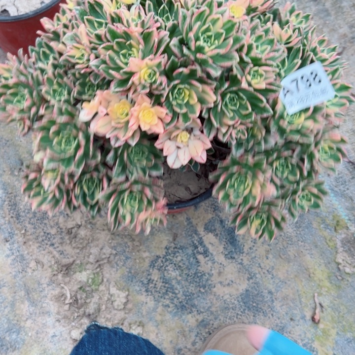 798甜茶多肉植物