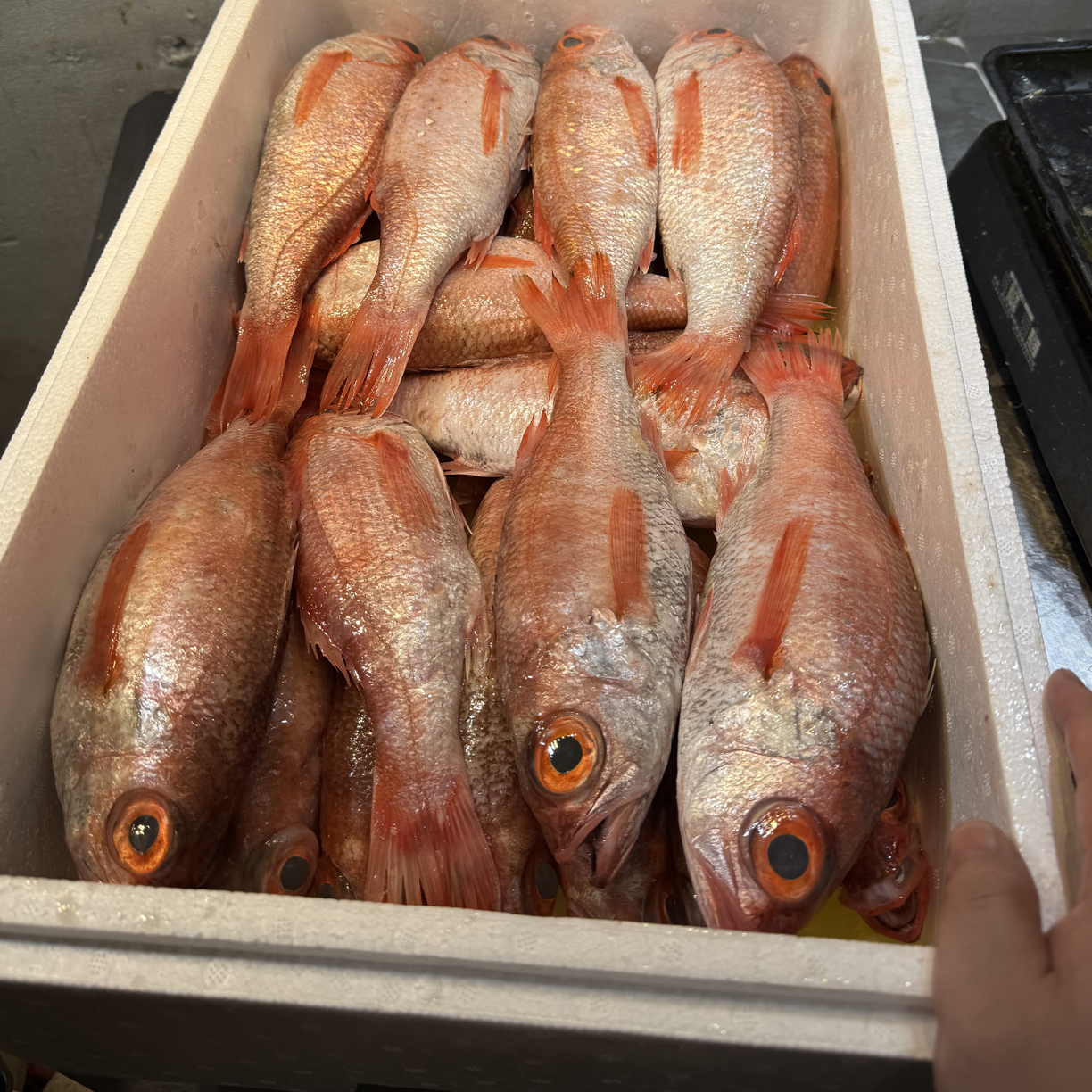 本港野生红果粒日料喉黑熟食海鱼肉质鲜美嫩滑油脂多冷链冰鲜包邮