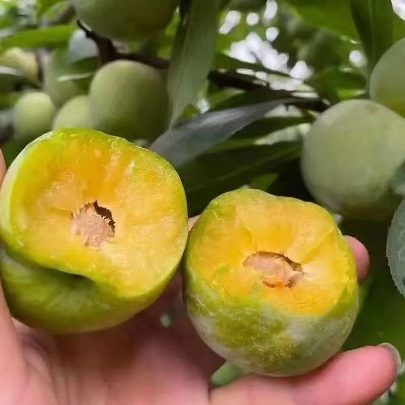 脱骨李青脆李应季水果鲜甜多汁青皮李脆甜李子