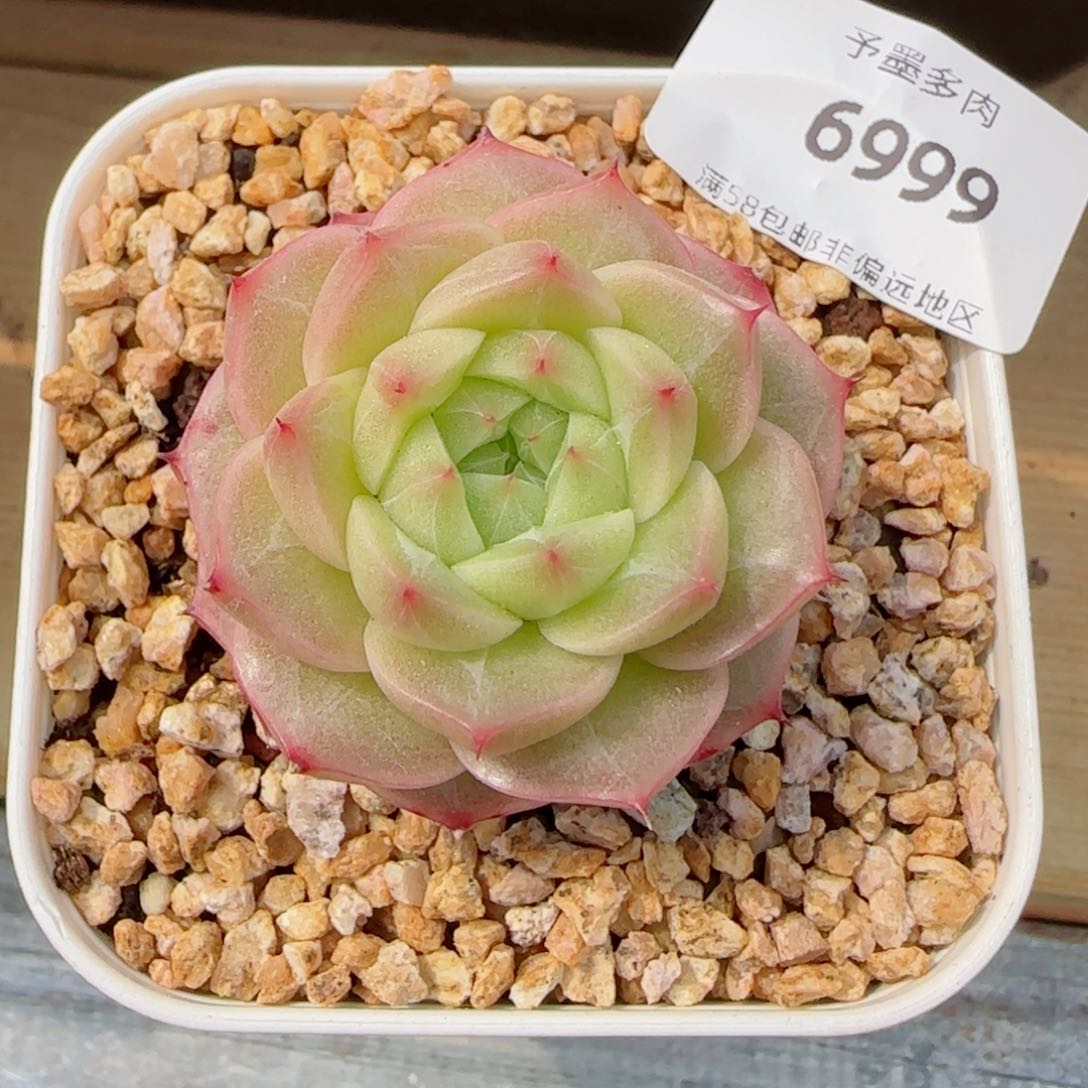 青梅，6999多肉植物