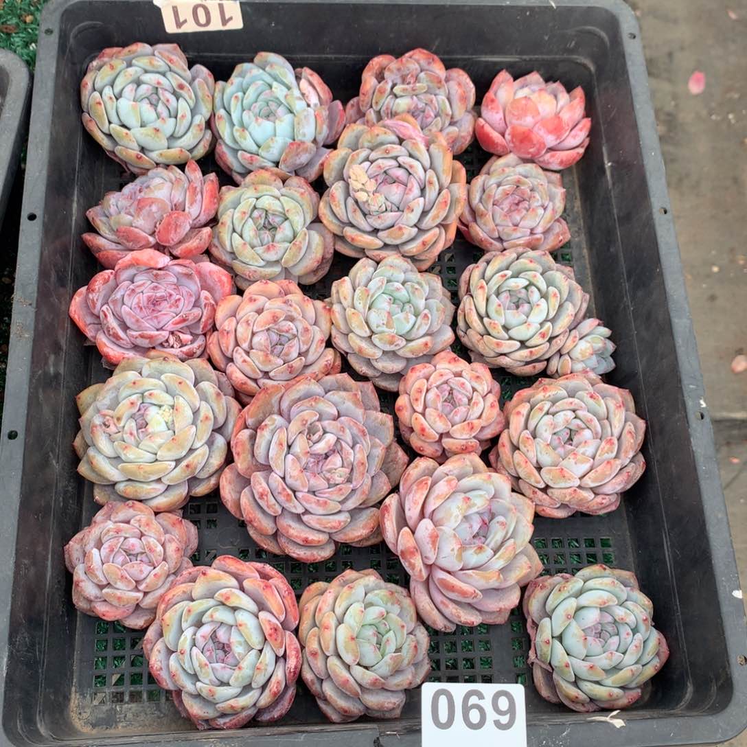 069橙子多肉植物组合