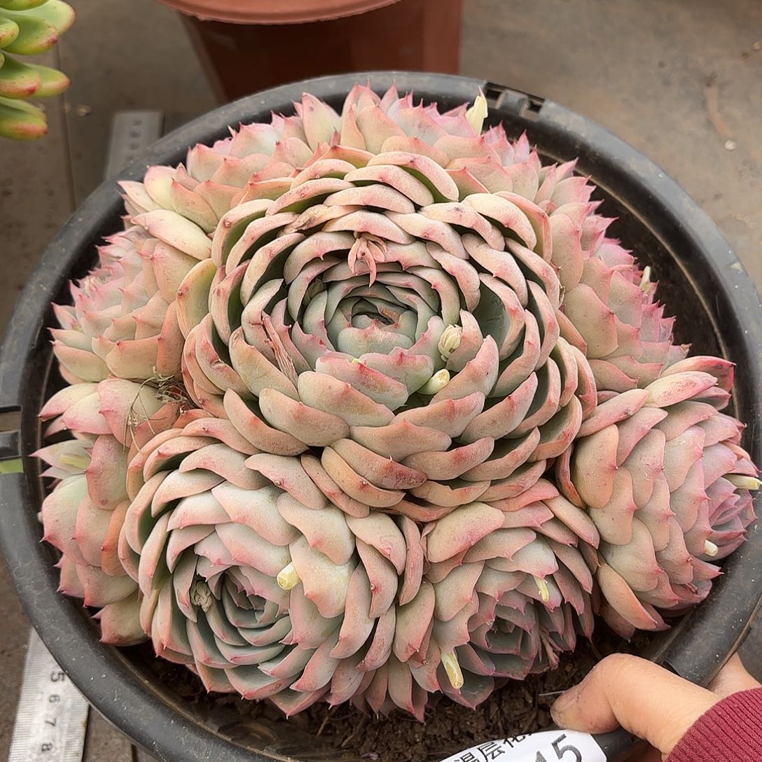 同温层多肉侧影315