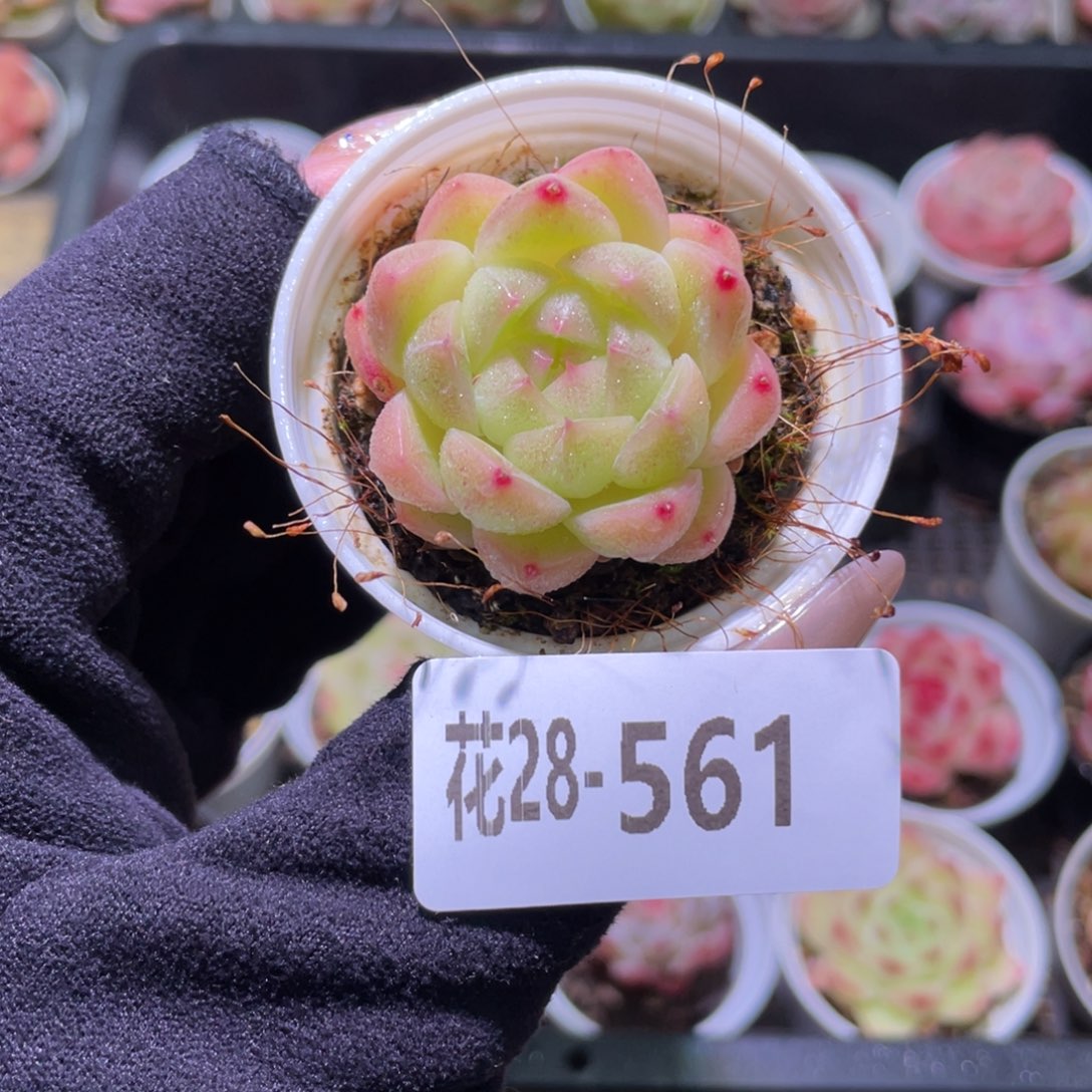 花利美28-561新品