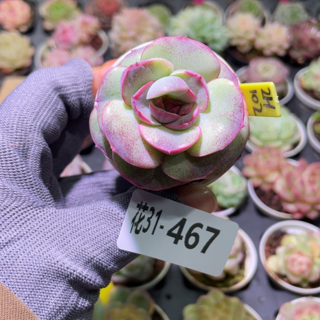 花利美31-467新品