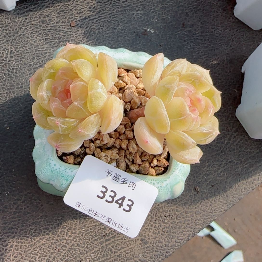 白恋，3343多肉植物