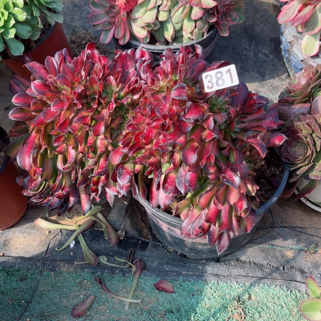 381华纳锦缀化多肉植物