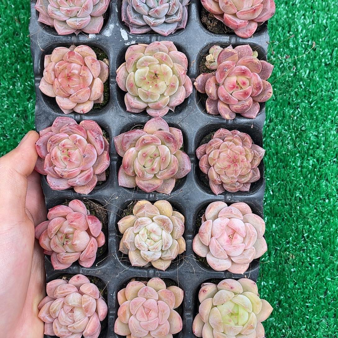 精品多肉一物一拍14-27