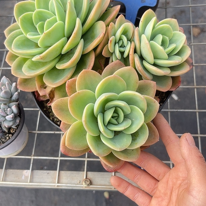 两单包邮，一物一拍，柠檬茶27