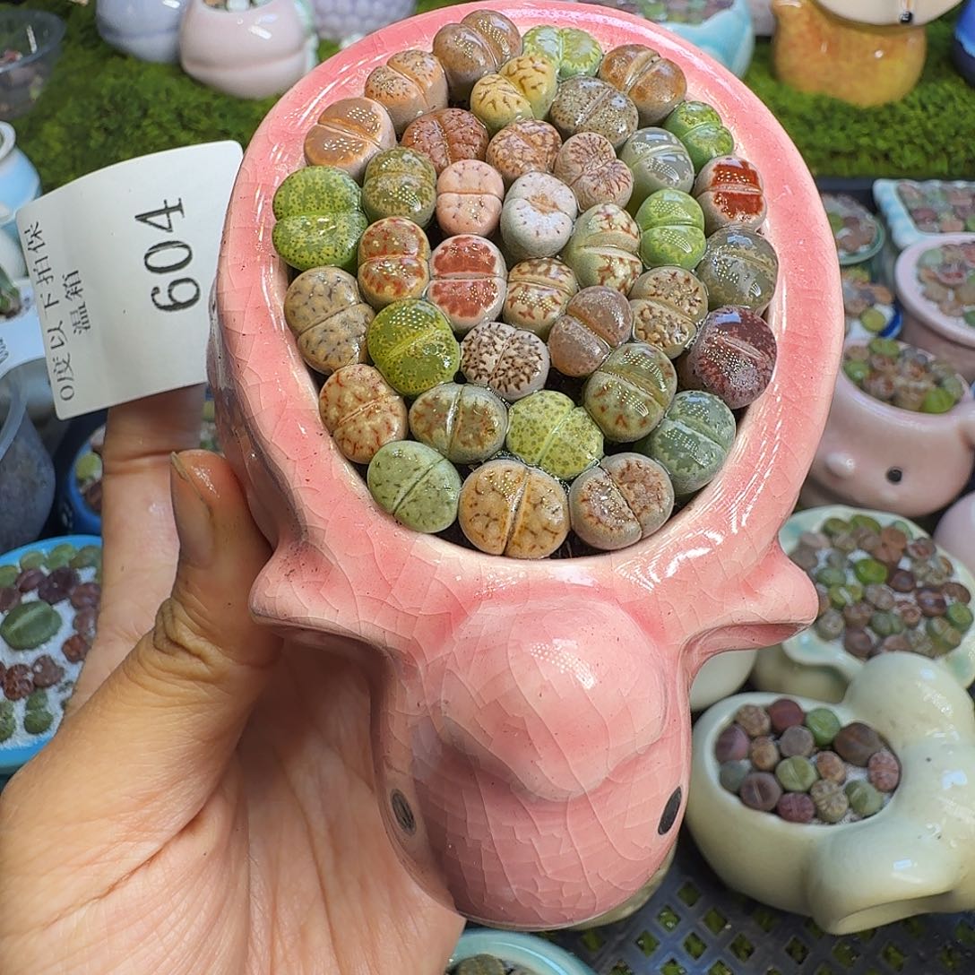 多肉植物福利冲604