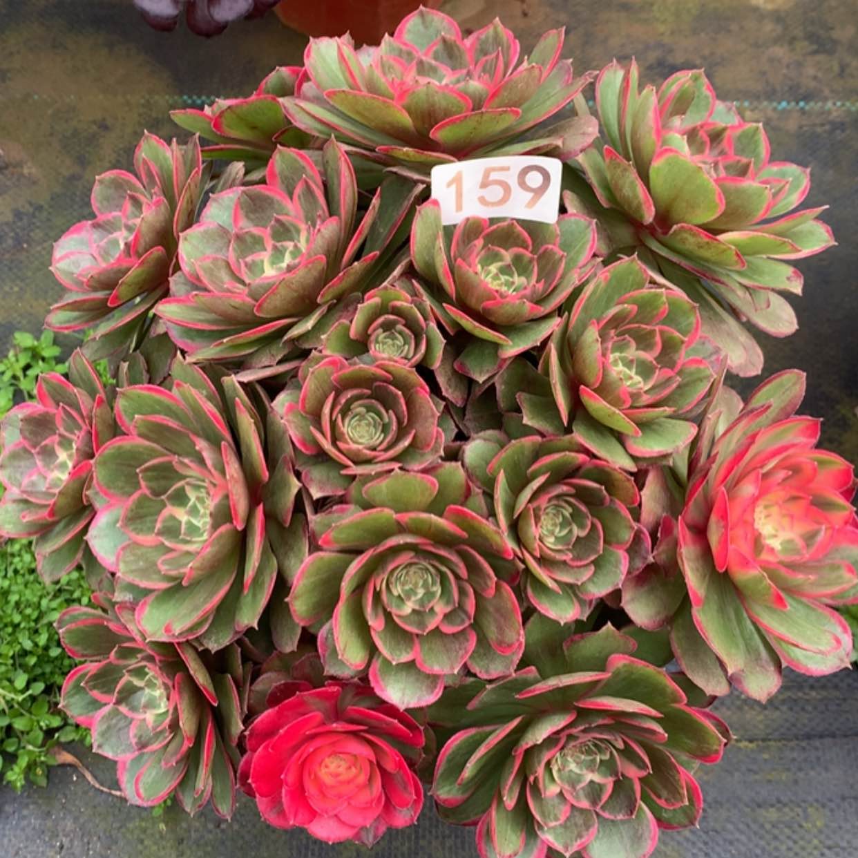 【闪购商品】159粉花妖