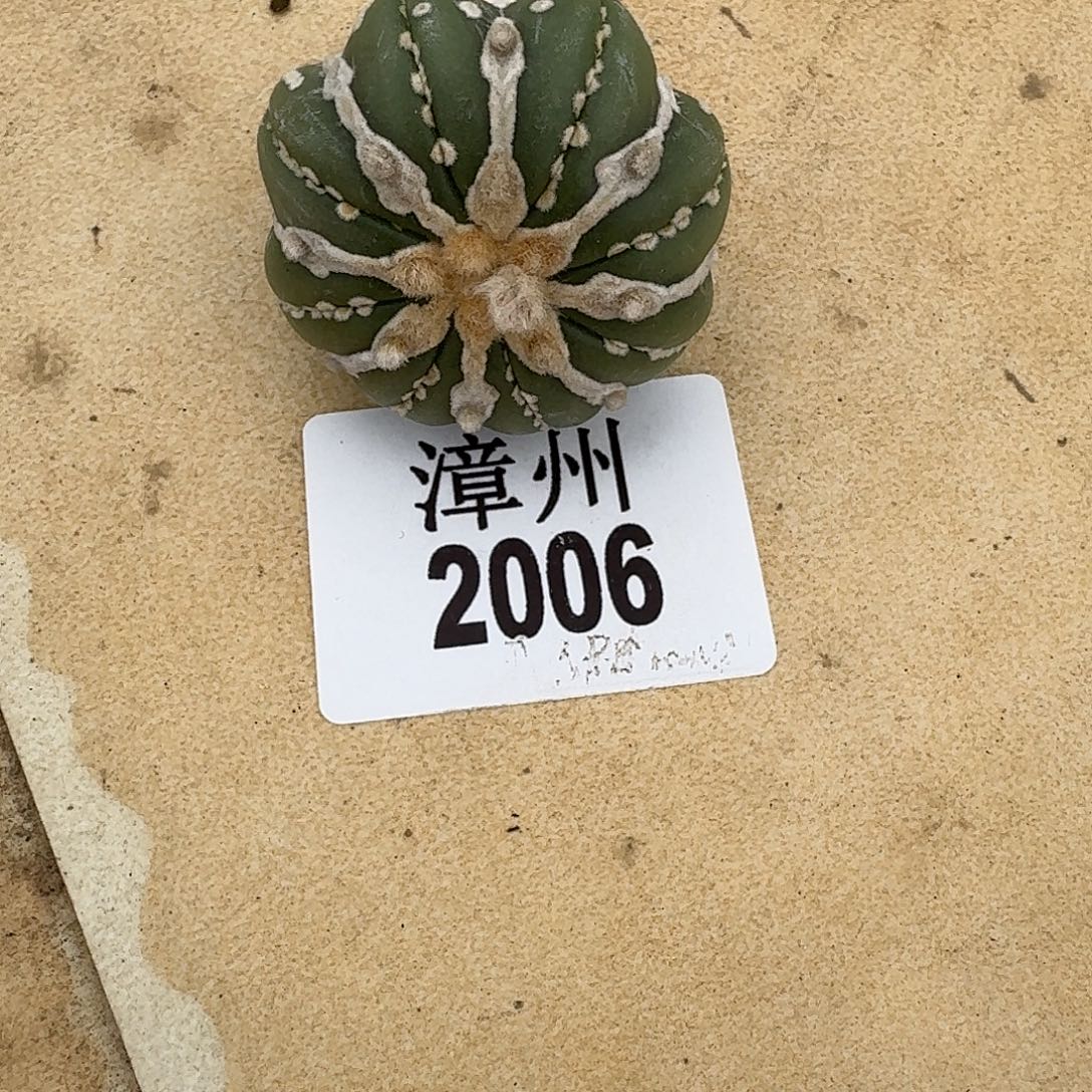 2006泰版泰系美纹兜