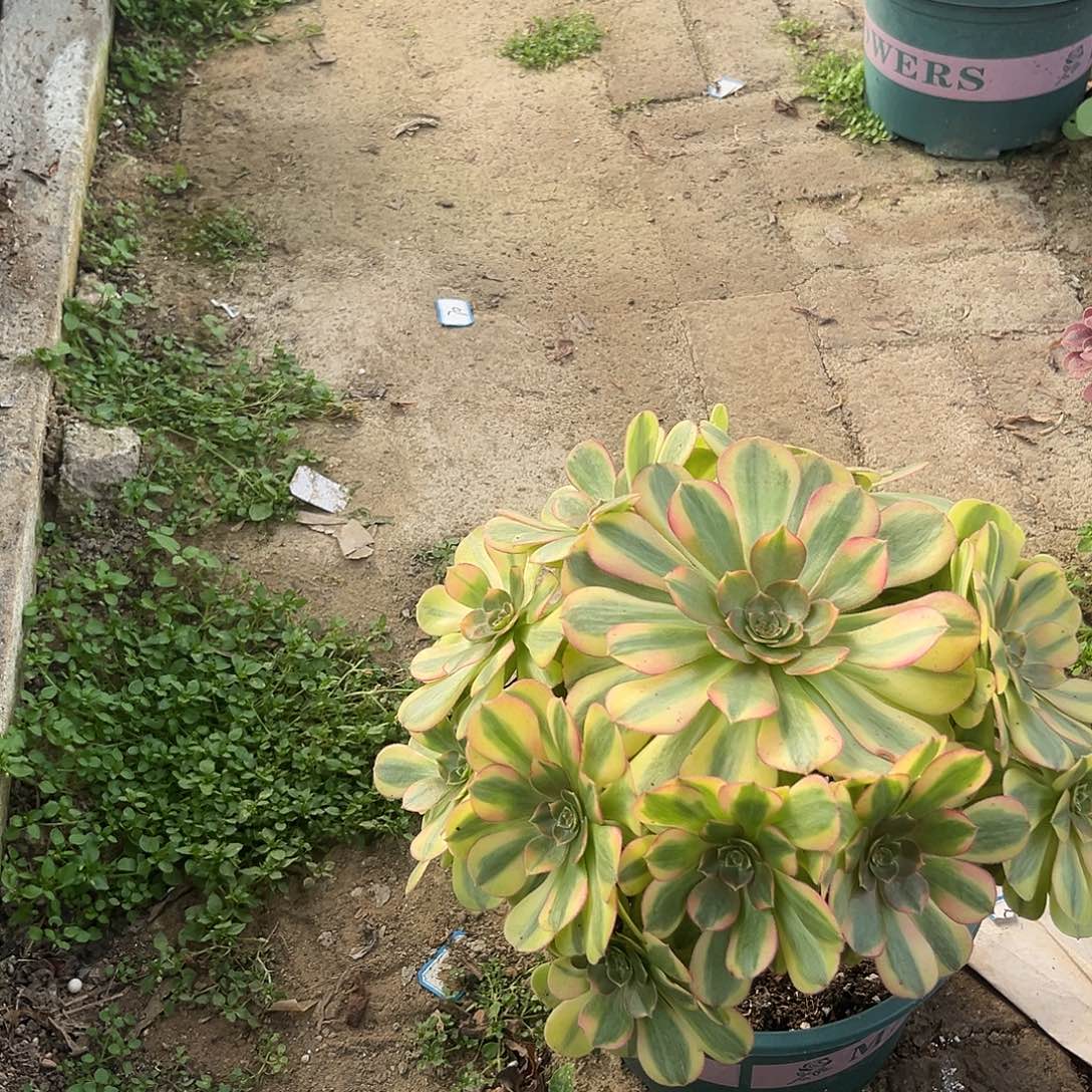 1雨荷法师多肉植物