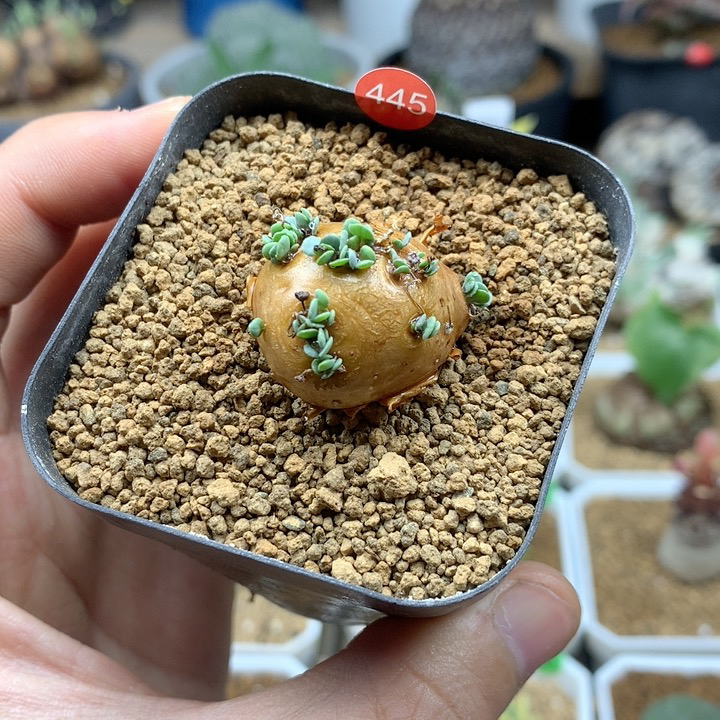 格加厚敦菊母本带盆