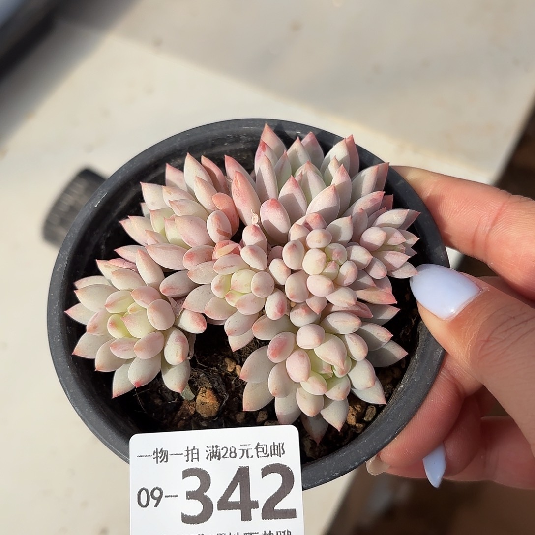 明珠无盆土发货无盆