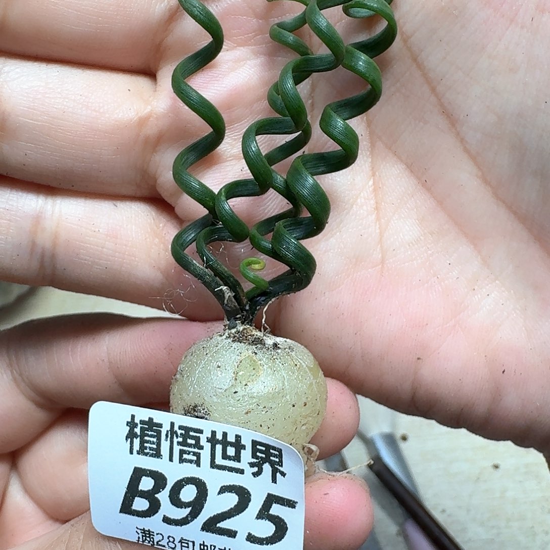 多肉植物的润泽fghh
