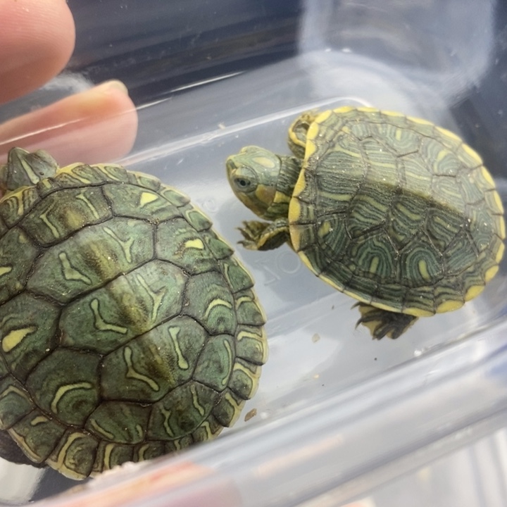 母绿毛龟6666666666