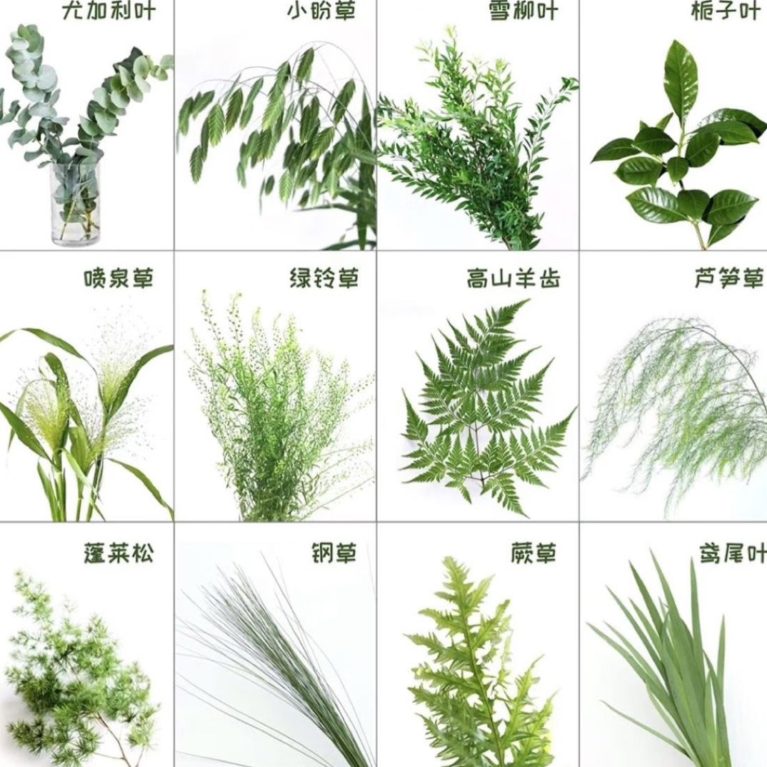【草花大全】新疆西藏北方可发/拉萨乌市包邮